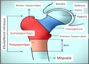 Κατ΄Οικον Ακτινολογικός έλεγχος λεκάνης - ισχίων Μια σημερινή αναγκαιότητα 3